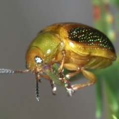 Calomela parilis at Throsby, ACT - 4 Mar 2022