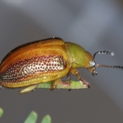 Calomela parilis at Throsby, ACT - 4 Mar 2022 02:34 PM