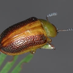 Calomela parilis at Throsby, ACT - 4 Mar 2022 02:34 PM