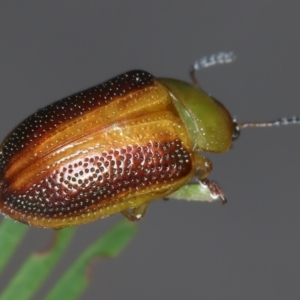 Calomela parilis at Throsby, ACT - 4 Mar 2022 02:34 PM