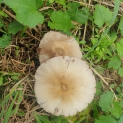 Unverified Fungus at O'Connor, ACT - 6 Mar 2022 by LD12