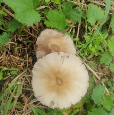Unverified Fungus at O'Connor, ACT - 6 Mar 2022 by LD12