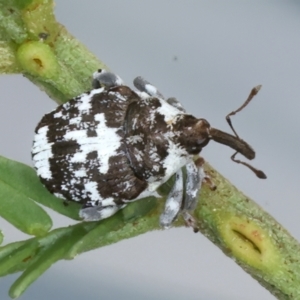 Mogulones larvatus at Throsby, ACT - 4 Mar 2022