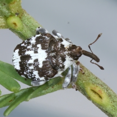 Mogulones larvatus (Paterson's curse crown weevil) at Throsby, ACT - 4 Mar 2022 by jb2602