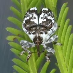 Mogulones larvatus at Throsby, ACT - 4 Mar 2022