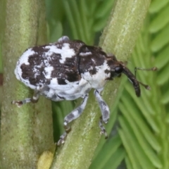 Mogulones larvatus at Throsby, ACT - 4 Mar 2022