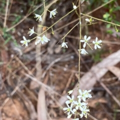 Bursaria spinosa (Native Blackthorn, Sweet Bursaria) at Hughes, ACT - 5 Mar 2022 by KL