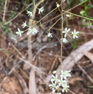 Bursaria spinosa at Hughes, ACT - 5 Mar 2022 03:00 PM