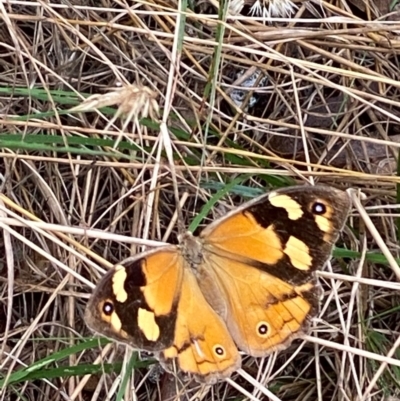 Heteronympha merope (Common Brown Butterfly) at Hughes Grassy Woodland - 5 Mar 2022 by KL