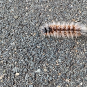 Anthela varia at Stromlo, ACT - 6 Mar 2022 10:50 AM