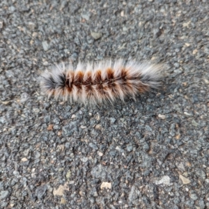 Anthela varia at Stromlo, ACT - 6 Mar 2022 10:50 AM