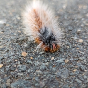 Anthela varia at Stromlo, ACT - 6 Mar 2022 10:50 AM