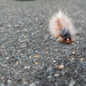 Anthela varia at Stromlo, ACT - 6 Mar 2022 10:50 AM