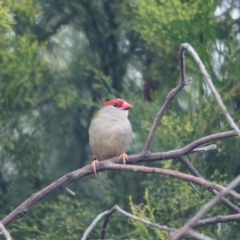 Neochmia temporalis (Red-browed Finch) at Woodstock Nature Reserve - 5 Mar 2022 by wombey