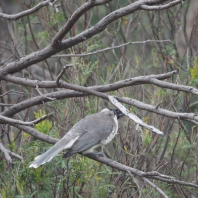 Philemon corniculatus (Noisy Friarbird) at Coree, ACT - 5 Mar 2022 by wombey