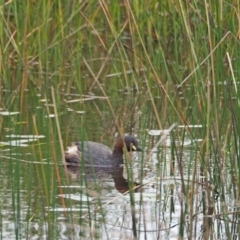 Tachybaptus novaehollandiae (Australasian Grebe) at Coree, ACT - 5 Mar 2022 by wombey