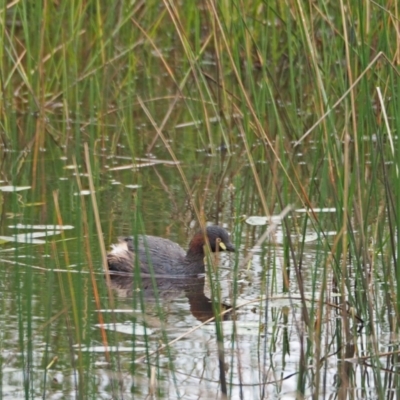 Tachybaptus novaehollandiae (Australasian Grebe) at Woodstock Nature Reserve - 5 Mar 2022 by wombey