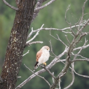 Falco cenchroides at Coree, ACT - 6 Mar 2022