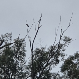 Callocephalon fimbriatum at Coree, ACT - suppressed