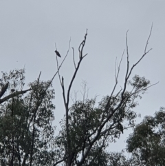 Callocephalon fimbriatum (Gang-gang Cockatoo) at Stony Creek - 4 Mar 2022 by jmcleod