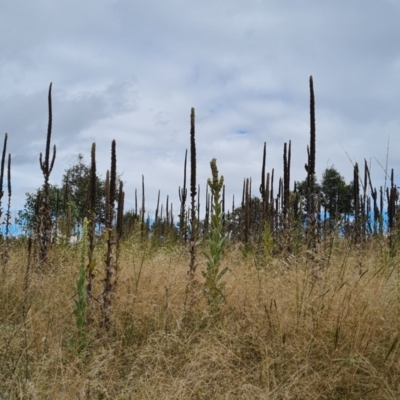 Verbascum thapsus subsp. thapsus (Great Mullein, Aaron's Rod) at O'Malley, ACT - 6 Mar 2022 by Mike