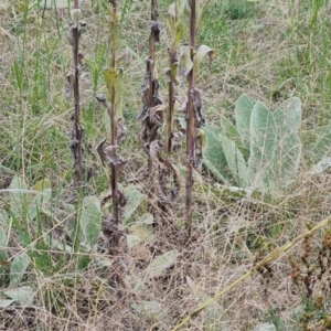 Verbascum thapsus subsp. thapsus at O'Malley, ACT - 6 Mar 2022