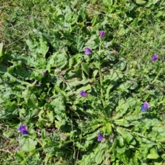 Echium plantagineum (Paterson's Curse) at Jerrabomberra, ACT - 4 Mar 2022 by Mike