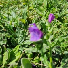 Echium plantagineum at Jerrabomberra, ACT - 4 Mar 2022