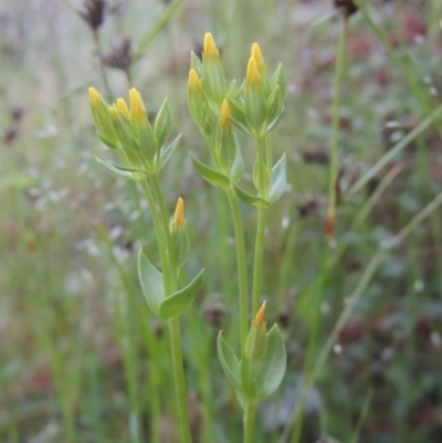 Cicendia quadrangularis (Oregon Timwort) at Namadgi National Park - 9 Nov 2021 by michaelb