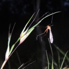 Themeda triandra (Kangaroo Grass) at Tennent, ACT - 9 Nov 2021 by michaelb