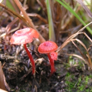 Cruentomycena viscidocruenta at Kambah, ACT - 4 Mar 2022