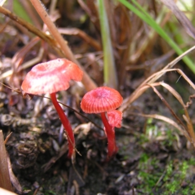 Cruentomycena viscidocruenta (Ruby Mycena) at Kambah, ACT - 4 Mar 2022 by MatthewFrawley