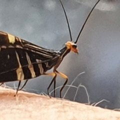 Porismus strigatus at Gundaroo, NSW - 4 Mar 2022