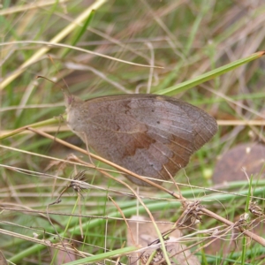 Heteronympha merope at Kambah, ACT - 6 Mar 2022 09:37 AM