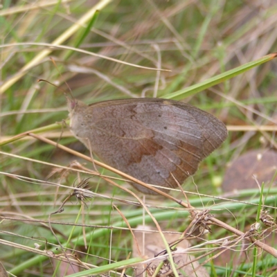 Heteronympha merope (Common Brown Butterfly) at Mount Taylor - 5 Mar 2022 by MatthewFrawley