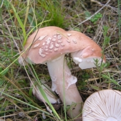 Amanita sp. (Amanita sp.) at Mount Taylor - 5 Mar 2022 by MatthewFrawley