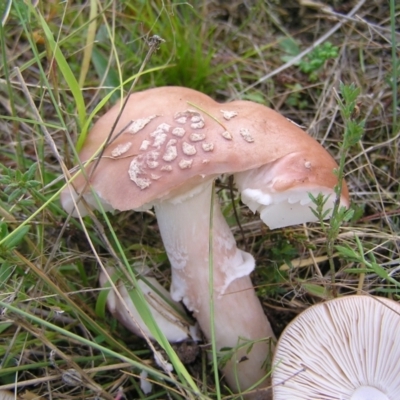 Amanita sp. (Amanita sp.) at Mount Taylor - 5 Mar 2022 by MatthewFrawley