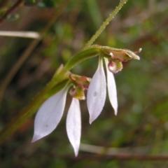 Eriochilus cucullatus (Parson's Bands) at Mount Taylor - 5 Mar 2022 by MatthewFrawley