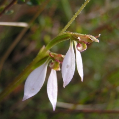 Eriochilus cucullatus (Parson's Bands) at Kambah, ACT - 5 Mar 2022 by MatthewFrawley