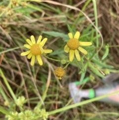 Senecio madagascariensis (Madagascan Fireweed, Fireweed) at Campbell, ACT - 6 Mar 2022 by SilkeSma