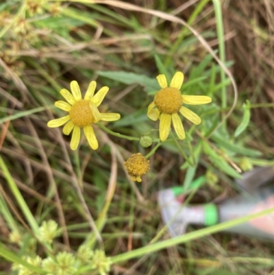 Senecio madagascariensis (Madagascan Fireweed, Fireweed) at Mount Ainslie - 5 Mar 2022 by SilkeSma