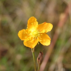 Hypericum gramineum (Small St Johns Wort) at Mount Taylor - 5 Mar 2022 by MatthewFrawley