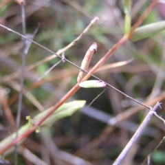 Hypericum gramineum at Kambah, ACT - 6 Mar 2022 09:42 AM