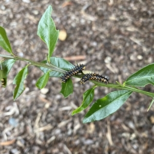 Papilio anactus at Wanniassa, ACT - 6 Mar 2022