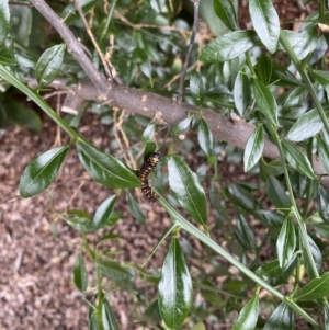 Papilio anactus at Wanniassa, ACT - 6 Mar 2022