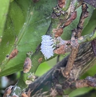 Cryptolaemus montrouzieri (Mealybug ladybird) at Wanniassa, ACT - 6 Mar 2022 by jksmits