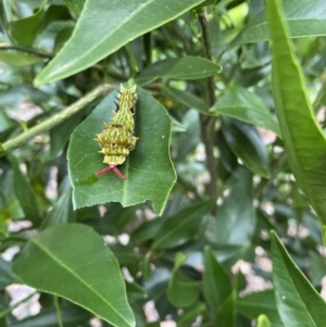 Papilio aegeus at Wanniassa, ACT - 6 Mar 2022
