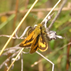 Ocybadistes walkeri (Green Grass-dart) at Kambah, ACT - 6 Mar 2022 by MatthewFrawley