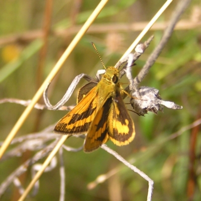 Ocybadistes walkeri (Green Grass-dart) at Kambah, ACT - 5 Mar 2022 by MatthewFrawley