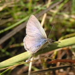 Zizina otis (Common Grass-Blue) at Mount Taylor - 5 Mar 2022 by MatthewFrawley
